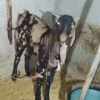 بز مری نر|حیوانات مزرعه|زاهدان, |دیوار