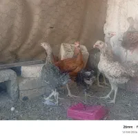 شش تا جوجه و نوچه