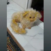 عروسک|اسباب‌‌بازی|بوکان, |دیوار