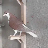 فروش ۳ تا کفتر شهری سرخ چپ و راست و خوشرنگ