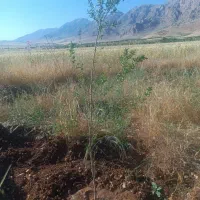 فروش-زمین-روی-جاده-اصلی-روانسر-جوانرود