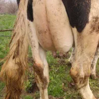 گاو هلشتاین دوهفته مانده به زایش