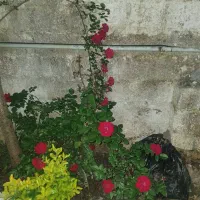 فروش-کلنگی-230-متر-بر-12-قصرالدشت