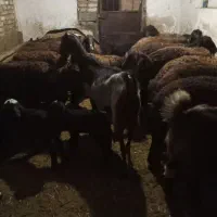 بزپاکستانی،اوستن|حیوانات مزرعه|اراک, |دیوار