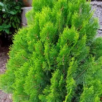 کامیس|گل و گیاه طبیعی|کلاچای, |دیوار