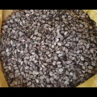 تخم هندوانه