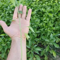 فروش انواع نشا فلفل قلمی ، تند ، شاخ بزی ضمانتی