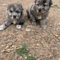 واگذاری سگ سراب افغان