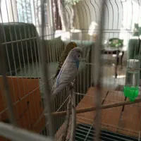 مرغ عشق نر سفید آبی دم بلند بسیار زیبا|پرنده|تهران, ایران|دیوار