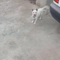 سگ پا کوتاه