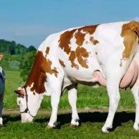 گاو، تلیسه، گوساله -نژاد اصل سیمین تال