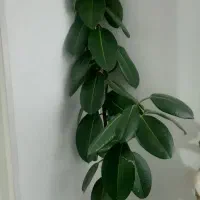 سلام گل طبیعی|گل و گیاه طبیعی|کرمانشاه, |دیوار