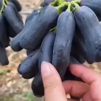 نهالستان مهندس لطفی