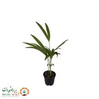 گیاه اریکا نشا گلدان ۱۰|گل و گیاه طبیعی|تهران, عباس‌آباد|دیوار