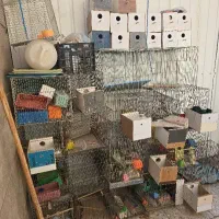 قفس مرغ عشق|لوازم جانبی حیوانات|شاهین‌شهر, شهرک مطهری|دیوار