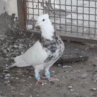 اول اگهی رو بخون