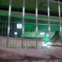 قناری نر مست مست شلاقی|پرنده|تهران, شهرک طالقانی|دیوار