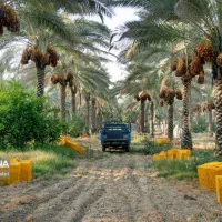 گصاص نخل