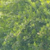 اجاره باغ لیمو در برنطین