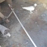 طوقی ماده هفت رنگ کاکلی پاپر