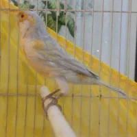 قناری|پرنده|آبادان, |دیوار