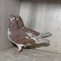 کفتر|پرنده|مشهد, دوست آباد|دیوار