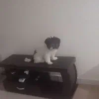 سگ پاپی|سگ|داران, |دیوار