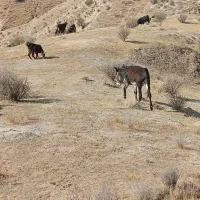 الاغ|حیوانات مزرعه|دهدشت, |دیوار