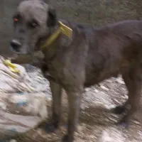 سگ ماده الابای