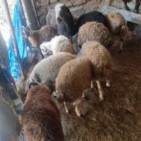 بره نرمال سبک وزن