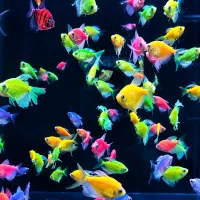 ماهی گیاه خوار آکواریوم