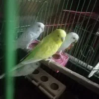 مرغ عشق فروشی|پرنده|ایرانشهر, |دیوار