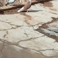 ساده نر|پرنده|گرمخان, |دیوار