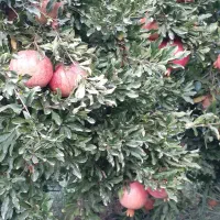 انار|خوردنی و آشامیدنی|کوهنانی, |دیوار