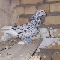 کفتر دم سفید نر کلاغ ماده