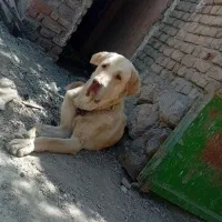 سگ پژدر