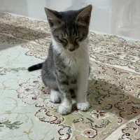 گربه ۳ ماهه و یکساله|گربه|گرگان, |دیوار