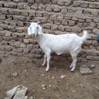 فروش گوسفند دوقلوزا