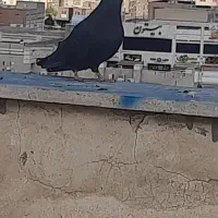 سیاه ماده کاشونی|پرنده|فولادشهر, مسکن مهر فولادشهر|دیوار