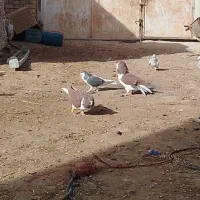 کبوتر رنگی هفرنگ|پرنده|بوئین زهرا, |دیوار