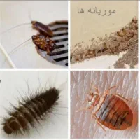 سمپاشی موریانه زدایی سم پاشی ساس سوسک موش