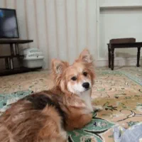 سگ خانگی