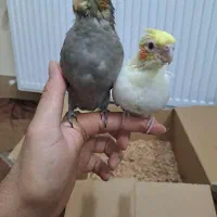 جوجه عروس هلندی رنگی دستی|پرنده|اصفهان, برزان|دیوار