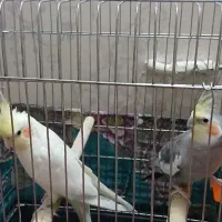 پرندگان