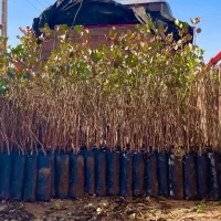 فروش نهال پسته یزد