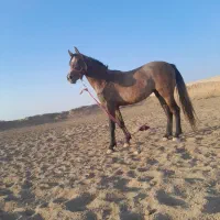 کره کره دوسال تازه سواری شده دست وپاسالم|اسب و تجهیزات اسب‌سواری|گناباد, |دیوار