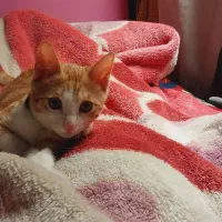 پیشی نارنجی|گربه|آستانه اشرفیه, |دیوار