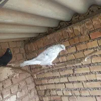 کفتر یا کبوتر