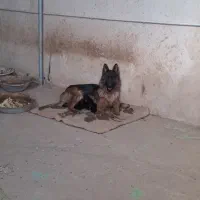 توله سگ ژرمن شولاین|سگ|تهران, حکیمیه|دیوار