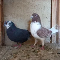 کفتر رنگ پرشی